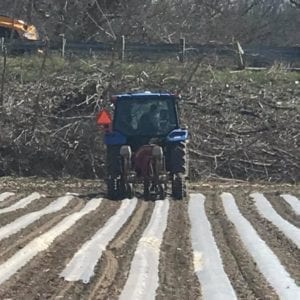 Planting Into Plastic 