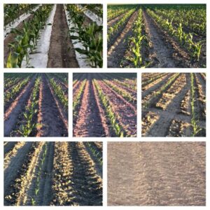 Corn Stages