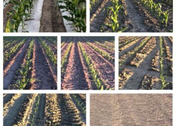 Corn Stages