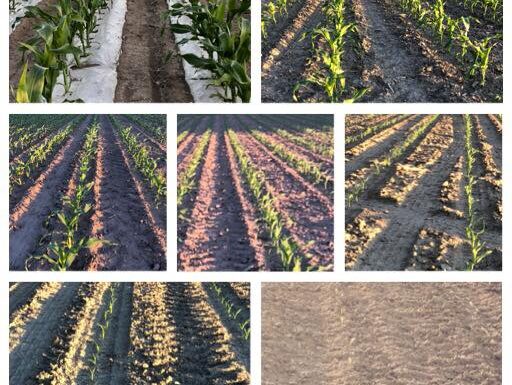 Corn Stages