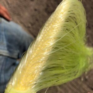 Silk Attached to Kernels