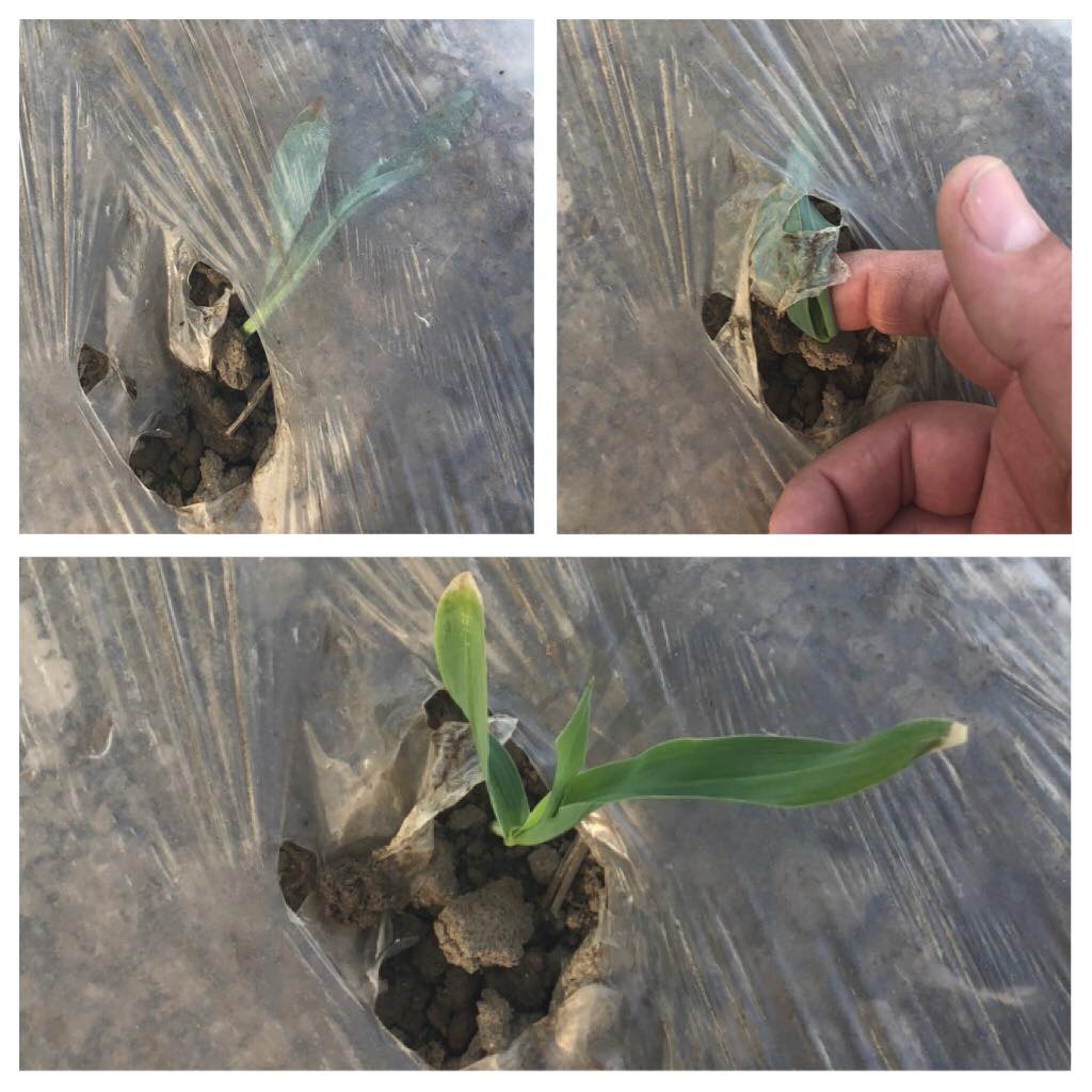 Corn Pulling Day Snyder's Sweet Corn