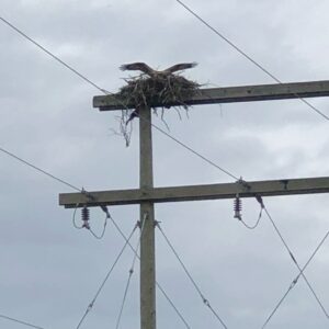 Osprey