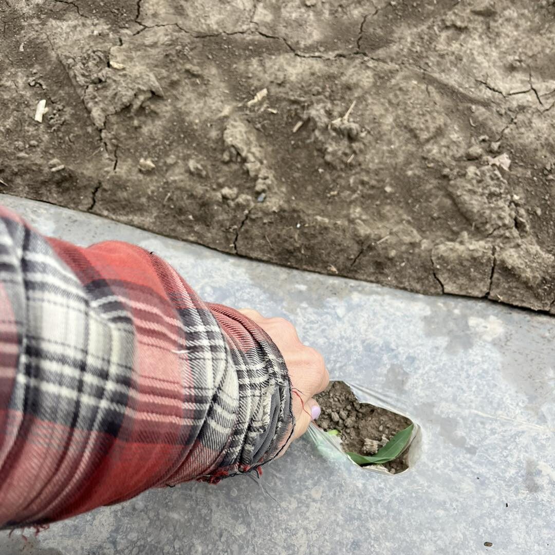 Hand planting seedling through plastic mulch.