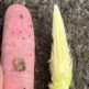 IT’S CORN!