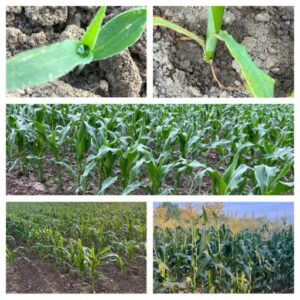 Corn in Stages