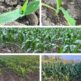 CORN IN STAGES
