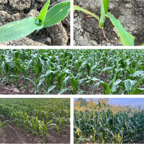 Corn in Stages