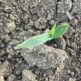 CORN IN STAGES
